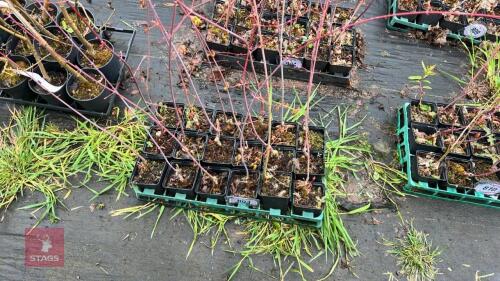 18 LIQUIDAMBAR STYRACIFLUA ROOT STOCKS
