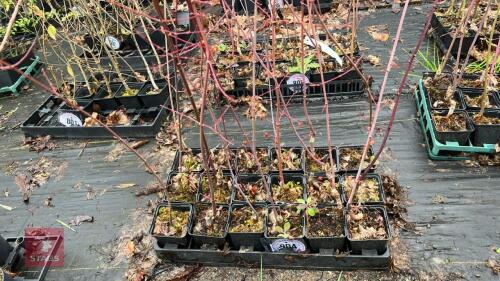 18 LIQUIDAMBAR STYRACIFLUA ROOT STOCKS