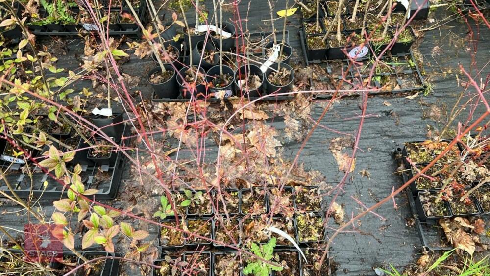 18 LIQUIDAMBAR STYRACIFLUA ROOT STOCKS