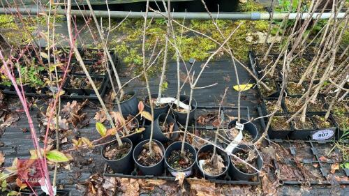 11 QUERCUS RUBRA TREES