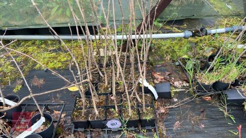 30 CATALPA BIGNONIOIDES TREES