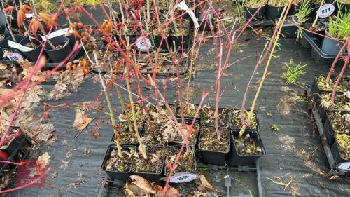13 LIQUIDAMBAR STYRACIFLUA ROOT STOCKS