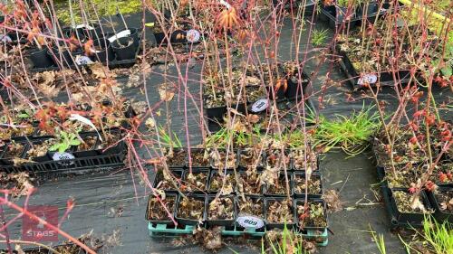 18 LIQUIDAMBAR STYRACIFLUA ROOT STOCKS