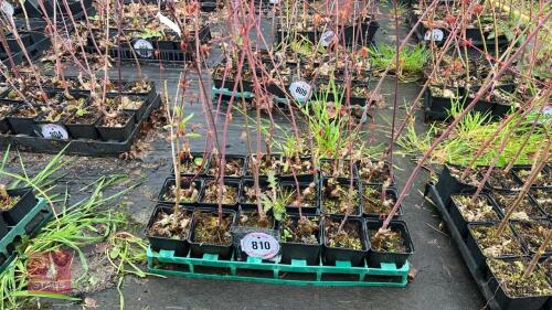 18 LIQUIDAMBAR STYRACIFLUA ROOT STOCKS
