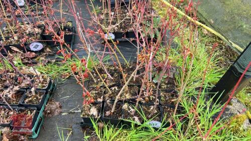 20 LIQUIDAMBAR STYRACIFLUA ROOT STOCKS