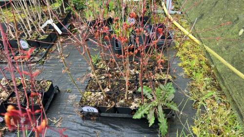 20 LIQUIDAMBAR STYRACIFLUA ROOT STOCKS