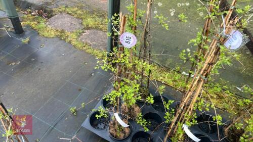 3 CLEMATIS VITALBA CLIMBERS