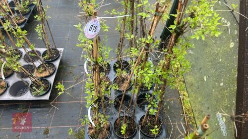 3 CLEMATIS VITALBA CLIMBERS