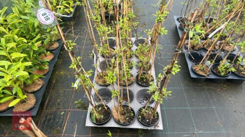 3 CLEMATIS VITALBA CLIMBERS