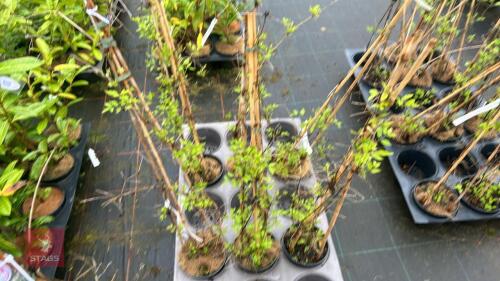 3 CLEMATIS VITALBA CLIMBERS