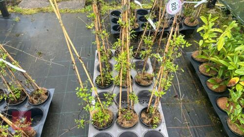 3 CLEMATIS VITALBA CLIMBERS