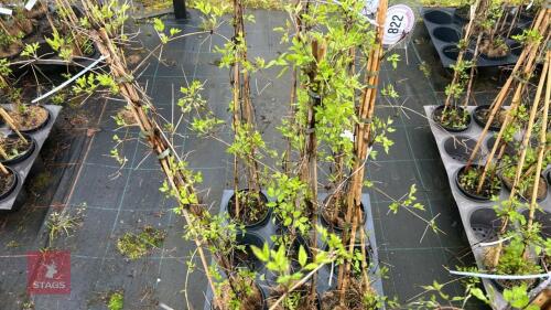 3 CLEMATIS VITALBA CLIMBERS