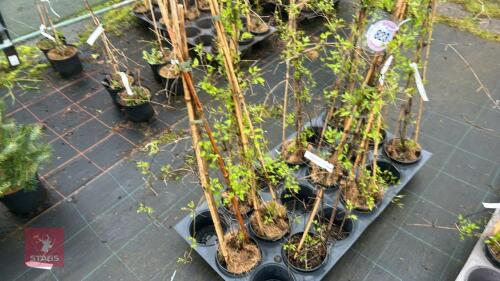 3 CLEMATIS VITALBA CLIMBERS
