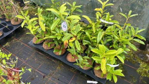 18 PRUNUS LAUROCERASUS LAURELS