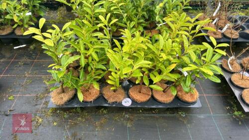 18 PRUNUS LAUROCERASUS LAURELS