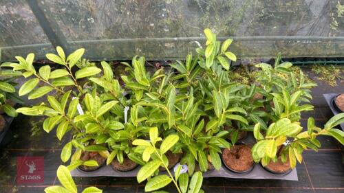 18 PRUNUS LAUROCERASUS LAURELS