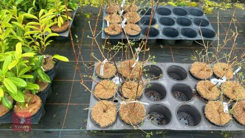 6 PHILADELPHUS VIRGINAL SHRUBS