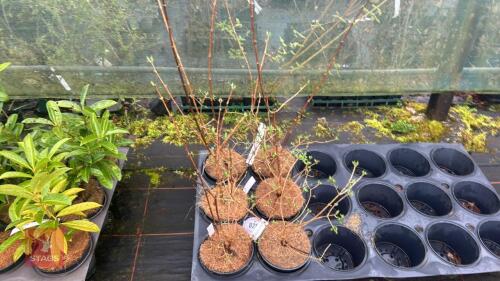 6 PHILADELPHUS VIRGINAL SHRUBS