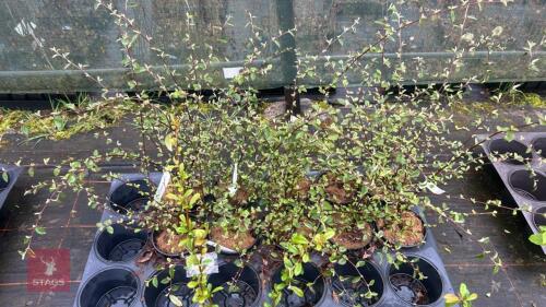 10 COTONEASTER FRANCHETII SHRUBS