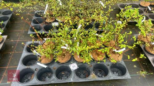 10 VIBURNUM X BODNANTENSE DAWN SHRUBS