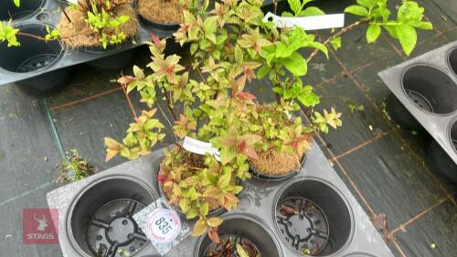 2 MIXED SHRUBS