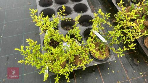 4 PYRACANTHA 'CADANGE' SHRUBS