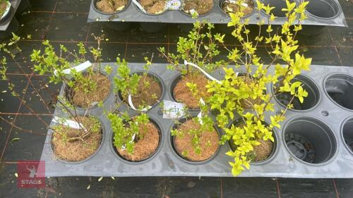 MIXED PHILADELPHUS AND WEIGELA SHRUBS