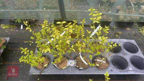 8 LIGUSTRUM OVALIFOLIUM 'AUREUM'