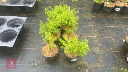 7 SPIRAEA THUMBERGII SHRUBS