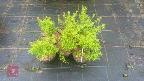 6 SPIRAEA THUMBERGII SHRUBS