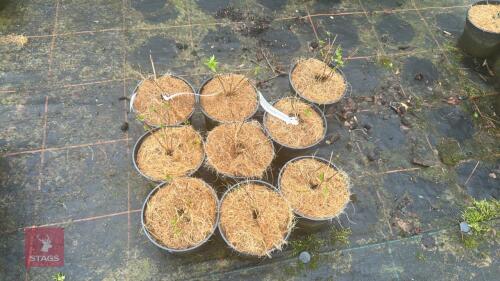 9 PHILADELPHUS X LEMOINEI SHRUBS