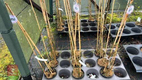3 JASMINUN OFFICINALE 'CLOTTED CREAM'