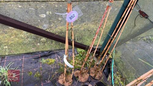3 JASMINUN OFFICINALE 'CLOTTED CREAM'