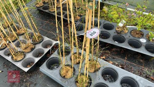 4 JASMINUN OFFICINALE 'CLOTTED CREAM'