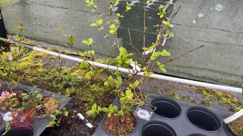 2 VIBURNUM X CARLCEPHALUM SHRUBS