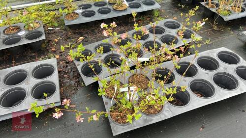 4 VIBURNUM CARLESII JUDDII SHRUBS