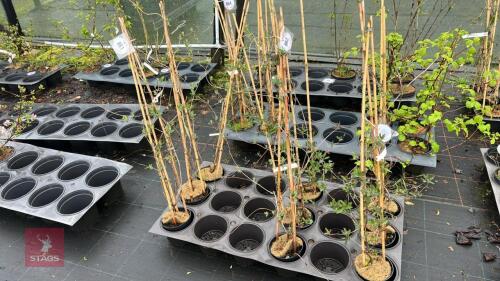 3 LONICERA PERICYLMENUM HONEYSUCKLE