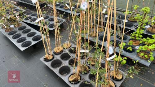 3 LONICERA PERICYLMENUM HONEYSUCKLE
