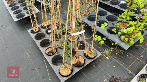 3 LONICERA PERICYLMENUM HONEYSUCKLE