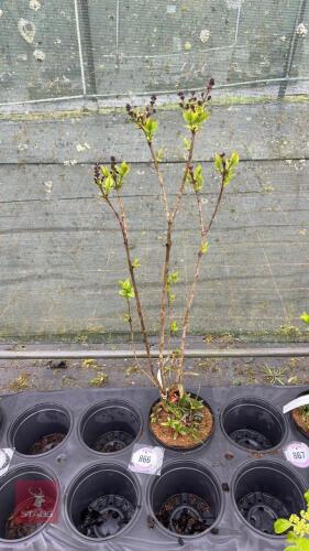 1 SYRINGA VULGARIS 'SENSATION' SHRUB