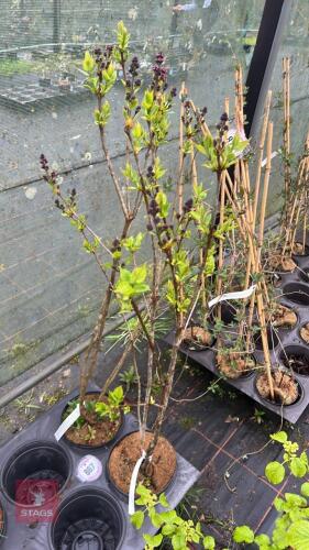 2 SYRINGA VULGARIS 'SENSATION' SHRUB