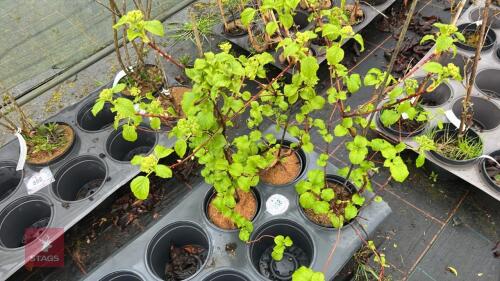3 HYDRANGEA ANOMALA PETIOLARIS SHRUBS