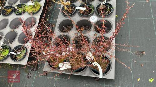 3 BERBERIS THUNBERGII 'ATROPUREA NANA'