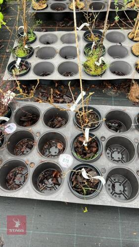 3 HAMAMELIS MOLLIS SHRUBS