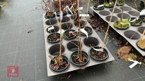 3 MIXED MOLLIS SHRUBS