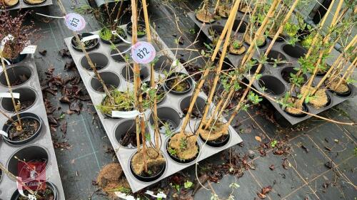 3 LONICERA PERICYLMENUM HONEY SUCKLES
