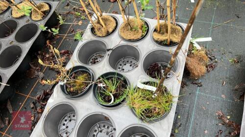 3 HAMAMELIS MOLLIS SHRUBS