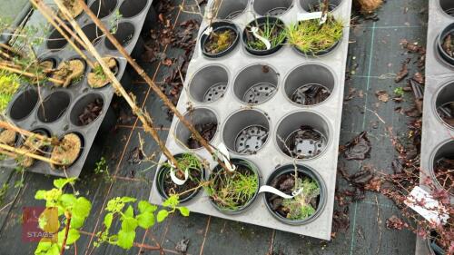 3 HAMAMELIS MOLLIS SHRUBS