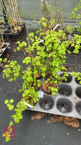 5 HYDRANGEA ANOMALA PETIOLARIS SHRUBS