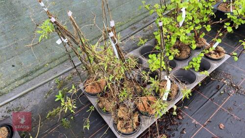 7 CLEMATIC TANGUTICA CLIMBERS